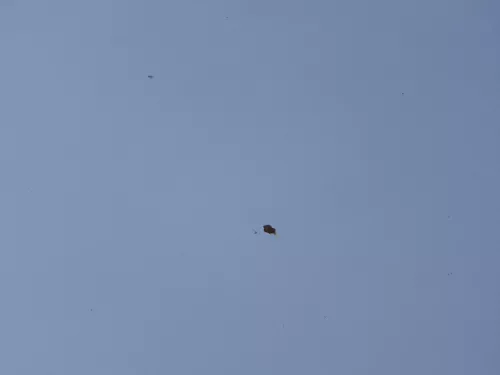 Skoda Fabia 5J Roomster Motorhaube Haube Klappe vorne blau LF5Y (187351)